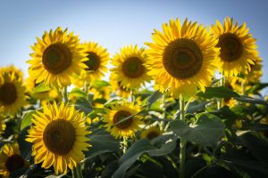 sunflowers for happiness and leaving negativity behind